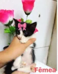 Bebês gatinhos fofos