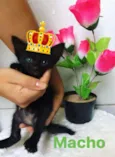 Bebês gatinhos fofos