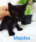 Bebês gatinhos fofos