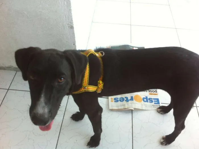 Cachorro ra a SRD idade 7 a 11 meses nome PretinhoGodô