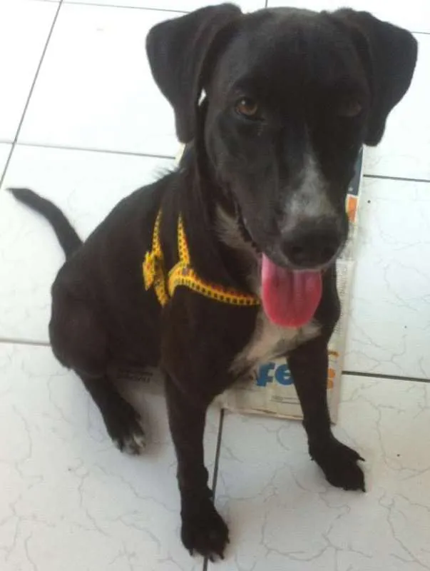 Cachorro ra a SRD idade 7 a 11 meses nome PretinhoGodô
