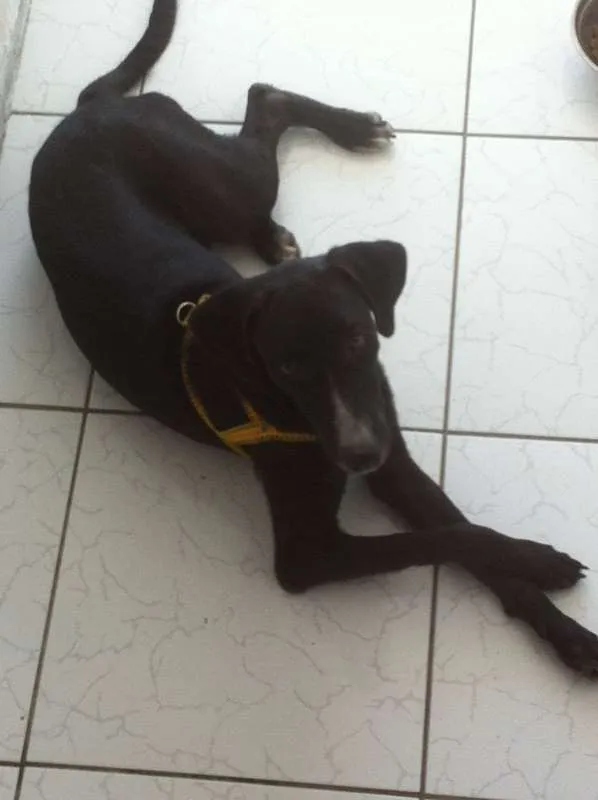 Cachorro ra a SRD idade 7 a 11 meses nome PretinhoGodô