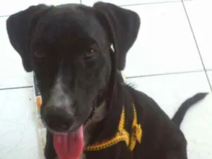Cachorro raça SRD idade 7 a 11 meses nome PretinhoGodô
