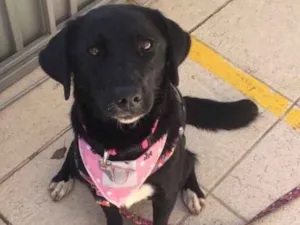 Cachorro raça SRD idade 1 ano nome Nina