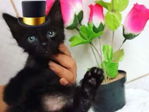 Gato raça SRD idade Abaixo de 2 meses nome Bebês gatinhos fofos