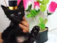Bebês gatinhos fofos