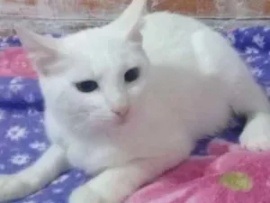 Gato raça Vira-lata idade 2 a 6 meses nome Saly