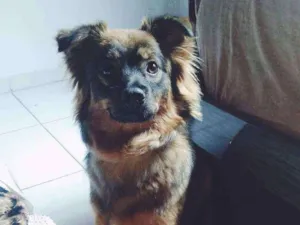 Cachorro raça SRD idade 1 ano nome Nutella