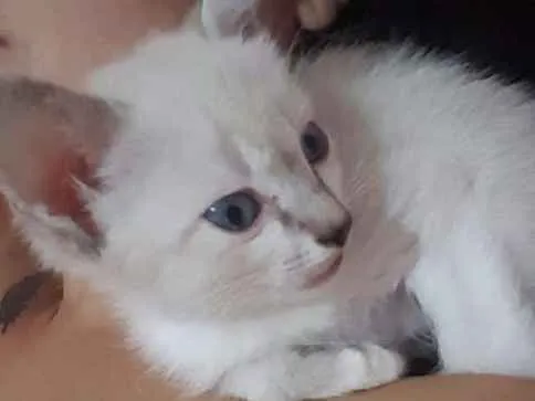 Gato ra a Sem raça  idade 2 a 6 meses nome Sem nome