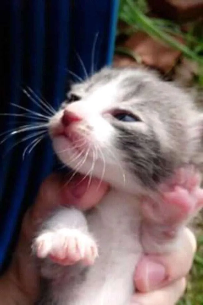 Gato ra a  idade Abaixo de 2 meses nome Não dei nome a apegue