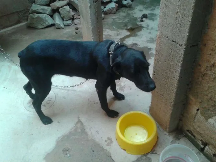 Cachorro raça fila idade 5 anos nome Sasha
