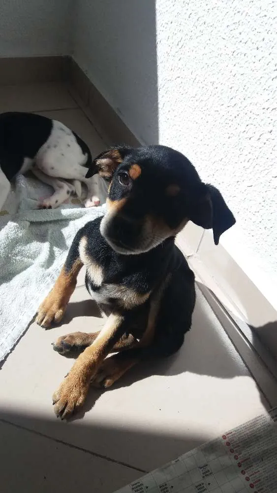 Cachorro raça Srd idade 2 a 6 meses nome Bob