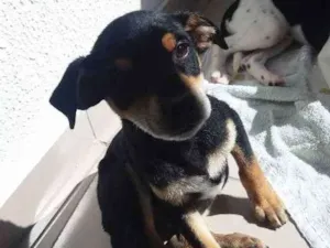 Cachorro raça Srd idade 2 a 6 meses nome Bob