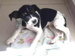 Cachorro raça Srd idade 2 a 6 meses nome Flor