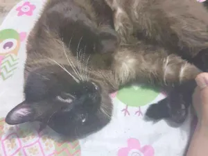 Gato raça SRD idade 2 anos nome Mizinho