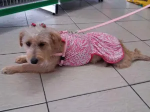 Cachorro raça SRD idade 2 anos nome Bianca