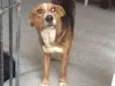 Lassie