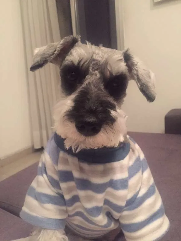 Cachorro ra a Schnauzer idade 5 anos nome Will
