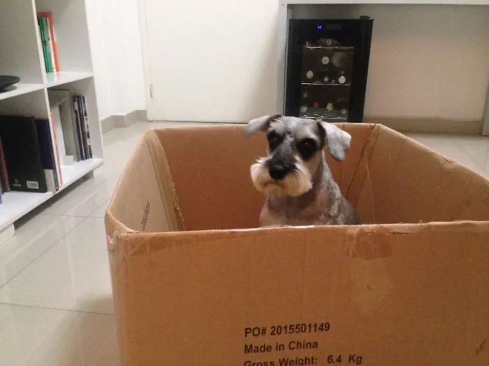 Cachorro ra a Schnauzer idade 5 anos nome Will