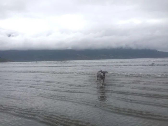 Cachorro ra a Schnauzer idade 5 anos nome Will