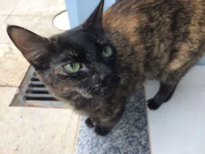 Gato raça  idade 3 anos nome Amora
