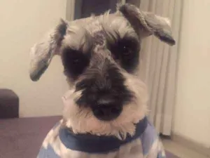 Cachorro raça Schnauzer idade 5 anos nome Will