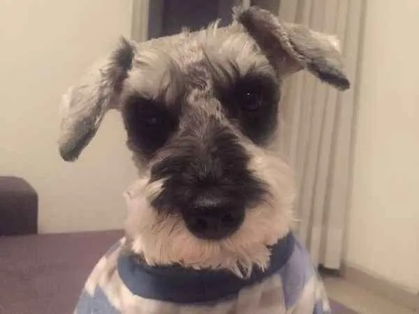Cachorro ra a Schnauzer idade 5 anos nome Will