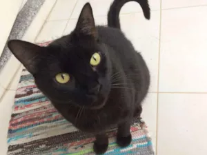 Gato raça  idade 5 anos nome Simão