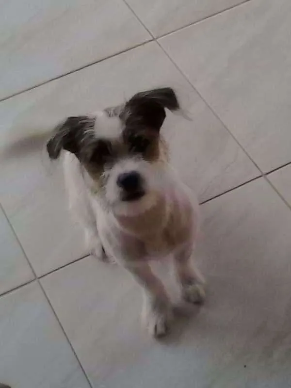 Cachorro raça vira-lata com shih tzu idade 2 a 6 meses nome Cindy