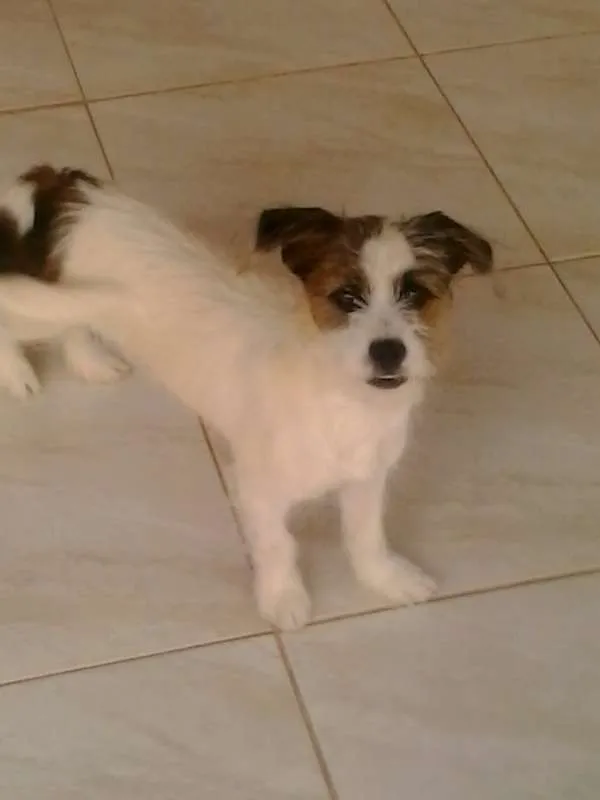 Cachorro raça vira-lata com shih tzu idade 2 a 6 meses nome Cindy