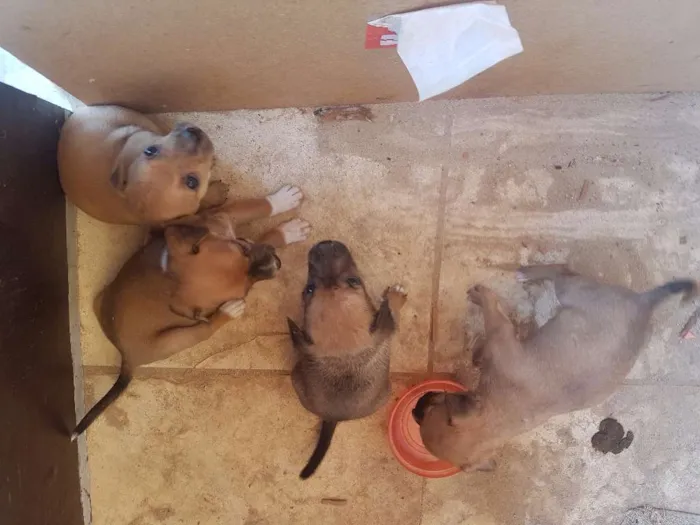 Cachorro ra a Sem raça idade Abaixo de 2 meses nome Sem nome