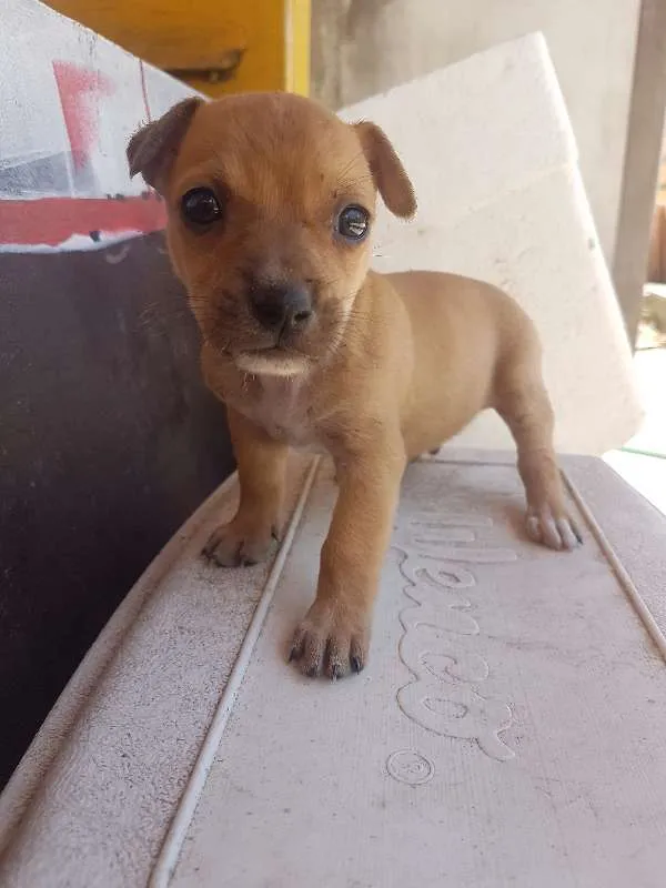 Cachorro ra a Sem raça idade Abaixo de 2 meses nome Sem nome