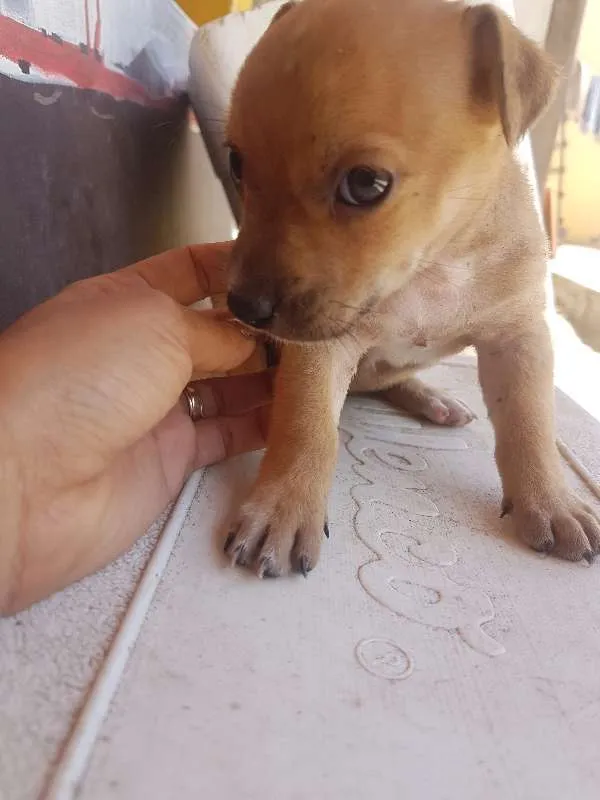 Cachorro ra a Sem raça idade Abaixo de 2 meses nome Sem nome