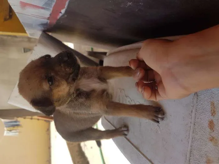 Cachorro ra a Sem raça idade Abaixo de 2 meses nome Sem nome