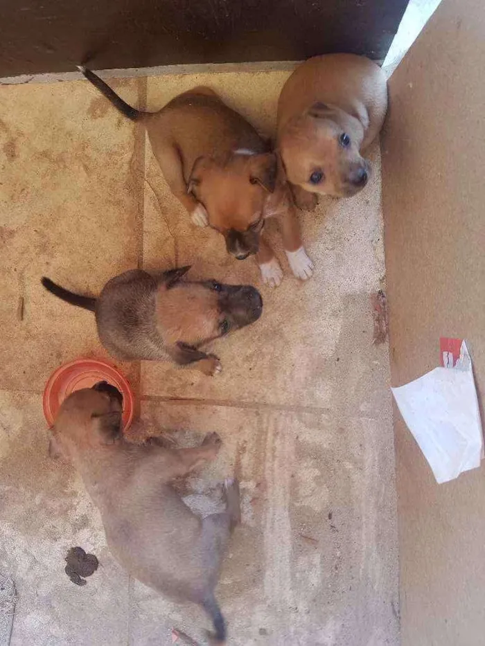 Cachorro ra a Sem raça idade Abaixo de 2 meses nome Sem nome