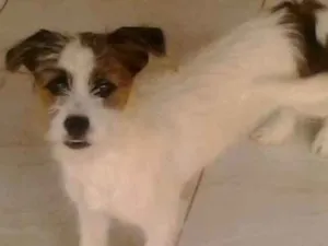 Cachorro raça vira-lata com shih tzu idade 2 a 6 meses nome Cindy