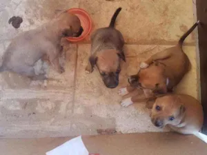 Cachorro raça Sem raça idade Abaixo de 2 meses nome Sem nome