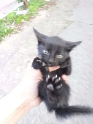 Gato raça snd idade 2 a 6 meses nome sem nome