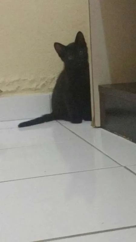 Gato ra a Raça comum idade 2 a 6 meses nome Simão e Sophia