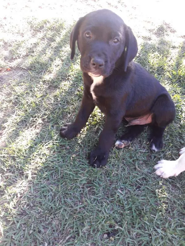 Cachorro raça Sem raça definida idade 2 a 6 meses nome Sem raça definida