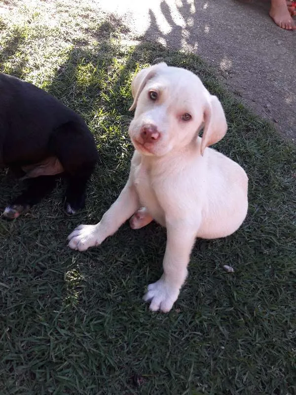 Cachorro raça Sem raça definida idade 2 a 6 meses nome Sem raça definida