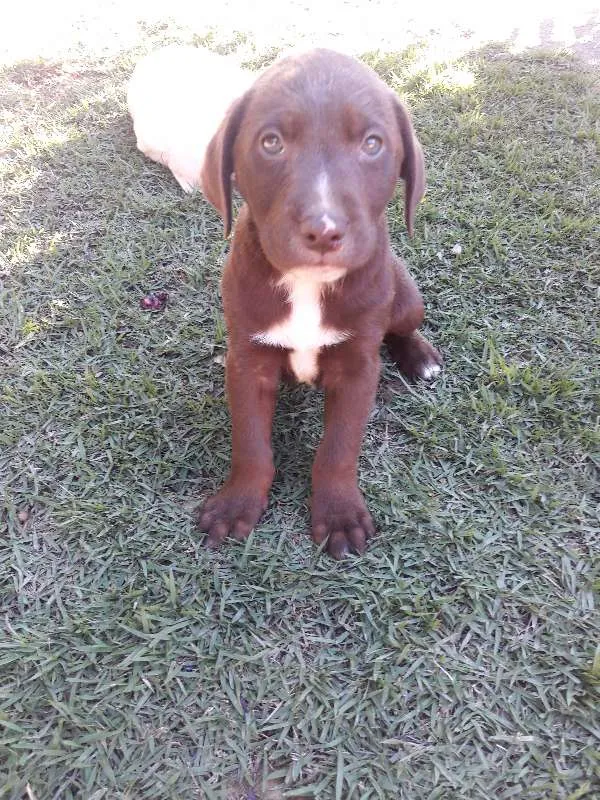 Cachorro raça Sem raça definida idade 2 a 6 meses nome Sem raça definida