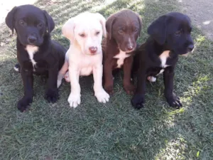 Cachorro raça Sem raça definida idade 2 a 6 meses nome Sem raça definida