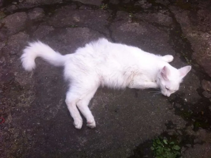 Gato ra a Sianesa Com Viralata  idade 1 ano nome Mel 