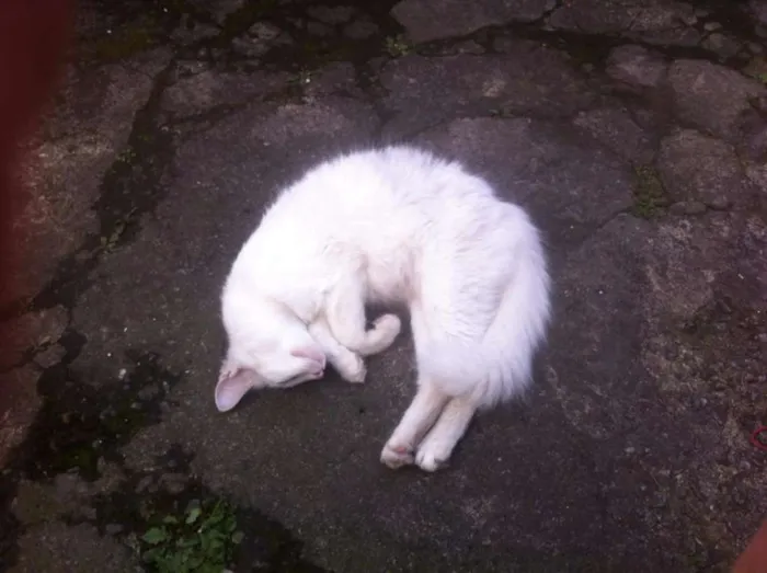 Gato ra a Sianesa Com Viralata  idade 1 ano nome Mel 