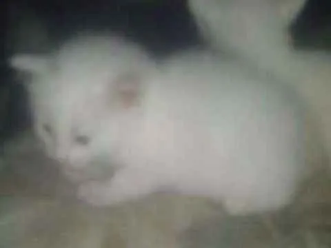 Gato ra a viralata eu acho   idade Abaixo de 2 meses nome filhotes 
