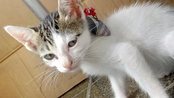 Gato ra a Raça do Amor idade 2 a 6 meses nome Irmaozinhos