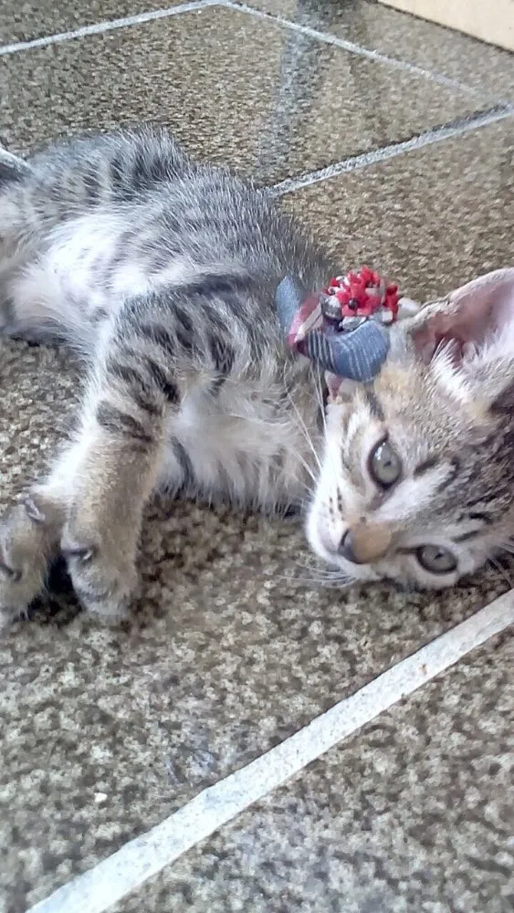 Gato ra a Raça do Amor idade 2 a 6 meses nome Irmaozinhos