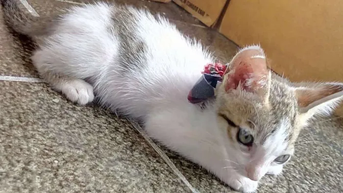 Gato ra a Raça do Amor idade 2 a 6 meses nome Irmaozinhos