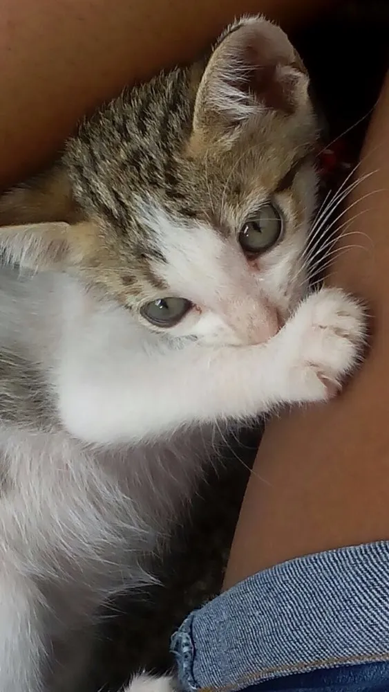 Gato ra a Raça do Amor idade 2 a 6 meses nome Irmaozinhos